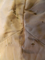 William C. Bradley's pants